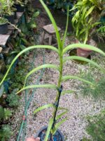 Neobenthamia Gracilis ''Orquídea Buquê de Noiva'' - COLEÇÃO - Imagem 4