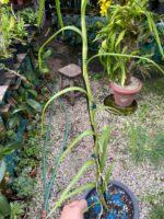 Neobenthamia Gracilis ''Orquídea Buquê de Noiva'' - COLEÇÃO - Imagem 8