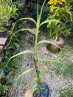 Neobenthamia Gracilis ''Orquídea Buquê de Noiva'' - COLEÇÃO - Imagem 2