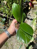 Phalaenopsis Papageno - COLEÇÃO - Imagem 9