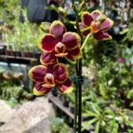 Phalaenopsis Papageno - COLEÇÃO