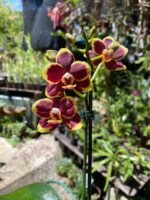 Phalaenopsis Papageno - COLEÇÃO