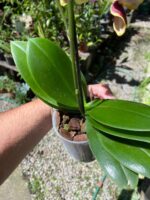 Phalaenopsis Papageno - COLEÇÃO - Imagem 2