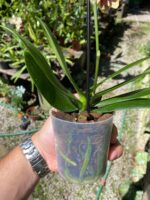 Phalaenopsis Papageno - COLEÇÃO - Imagem 8