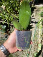 Phalaenopsis Papageno - COLEÇÃO - Imagem 7