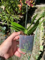 Phalaenopsis Papageno - COLEÇÃO - Imagem 6