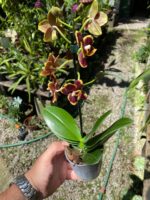 Phalaenopsis Papageno - COLEÇÃO - Imagem 4