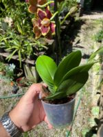 Phalaenopsis Papageno - COLEÇÃO - Imagem 5