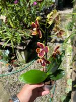 Phalaenopsis Papageno - COLEÇÃO - Imagem 3