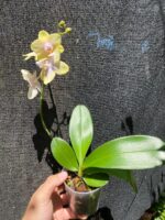 Phalaenopsis Bolgheri Buddah ''Lemon'' - PERFUMADA - COLEÇÃO - Imagem 8
