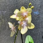 Phalaenopsis Bolgheri Buddah ''Lemon'' - PERFUMADA - COLEÇÃO