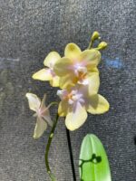 Phalaenopsis Bolgheri Buddah ''Lemon'' - PERFUMADA - COLEÇÃO