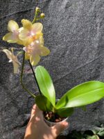 Phalaenopsis Bolgheri Buddah ''Lemon'' - PERFUMADA - COLEÇÃO - Imagem 7