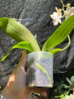 Phalaenopsis Bolgheri Buddah ''Lemon'' - PERFUMADA - COLEÇÃO - Imagem 5