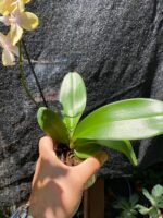 Phalaenopsis Bolgheri Buddah ''Lemon'' - PERFUMADA - COLEÇÃO - Imagem 6