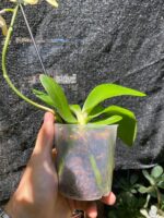 Phalaenopsis Bolgheri Buddah ''Lemon'' - PERFUMADA - COLEÇÃO - Imagem 3