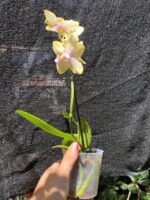 Phalaenopsis Bolgheri Buddah ''Lemon'' - PERFUMADA - COLEÇÃO - Imagem 2