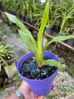 Pescatoria ''Bollea Coelestis'' - RARÍSSIMA - Imagem 6