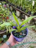 Pescatoria ''Bollea Coelestis'' - RARÍSSIMA - Imagem 7