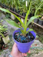 Pescatoria ''Bollea Coelestis'' - RARÍSSIMA - Imagem 5