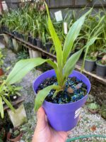 Pescatoria ''Bollea Coelestis'' - RARÍSSIMA - Imagem 4