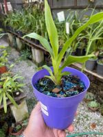 Pescatoria ''Bollea Coelestis'' - RARÍSSIMA - Imagem 3