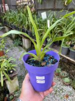 Pescatoria ''Bollea Coelestis'' - RARÍSSIMA - Imagem 2