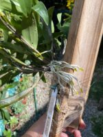 Dendrobium Thyrsiflorum  - COLEÇÃO - Imagem 8