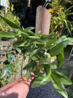Dendrobium Thyrsiflorum  - COLEÇÃO - Imagem 9