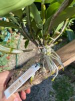 Dendrobium Thyrsiflorum  - COLEÇÃO - Imagem 7