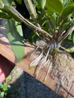 Dendrobium Thyrsiflorum  - COLEÇÃO - Imagem 6