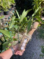 Dendrobium Thyrsiflorum  - COLEÇÃO - Imagem 4