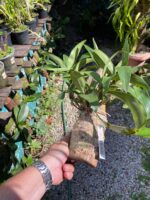 Dendrobium Thyrsiflorum  - COLEÇÃO - Imagem 3