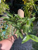 Dendrobium Thyrsiflorum  - COLEÇÃO - Imagem 2