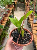 Lycaste Cruenta ''Yellow'' x Skinneri ''Red'' - COLEÇÃO - Imagem 7