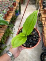 Lycaste Cruenta ''Yellow'' x Skinneri ''Red'' - COLEÇÃO - Imagem 2