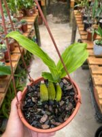 Lycaste Cruenta ''Yellow'' x Skinneri ''Red'' - COLEÇÃO - Imagem 6