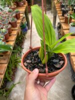 Lycaste Cruenta ''Yellow'' x Skinneri ''Red'' - COLEÇÃO - Imagem 5