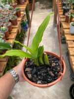 Lycaste Cruenta ''Yellow'' x Skinneri ''Red'' - COLEÇÃO - Imagem 4