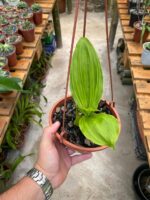 Lycaste Cruenta ''Yellow'' x Skinneri ''Red'' - COLEÇÃO - Imagem 3