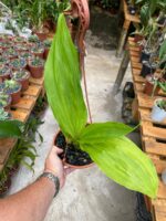 Lycaste Arashiyama ''Tadashi'' - RARÍSSIMA - Imagem 5