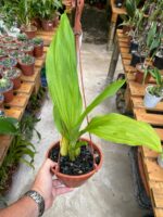 Lycaste Arashiyama ''Tadashi'' - RARÍSSIMA - Imagem 3