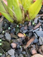 Lycaste Arashiyama ''Tadashi'' - RARÍSSIMA - Imagem 4