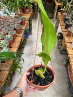 Lycaste Arashiyama ''Tadashi'' - RARÍSSIMA - Imagem 7