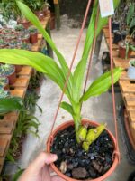 Lycaste Arashiyama ''Tadashi'' - RARÍSSIMA - Imagem 2