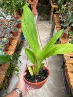 Lycaste Arashiyama ''Tadashi'' - RARÍSSIMA - Imagem 6