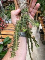 Dichaea Pêndula - Cheiro Cravo - Imagem 2