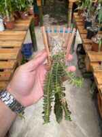 Dichaea Pêndula - Cheiro Cravo - Imagem 6