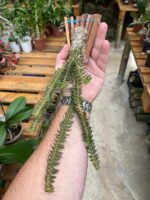 Dichaea Pêndula - Cheiro Cravo - Imagem 3