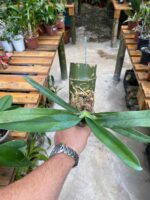 Angraecum Sesquipedale - COLEÇÃO - Imagem 8